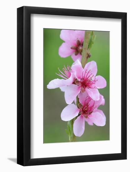 Peach-Tree, Fork, Blossoms, Detail-Herbert Kehrer-Framed Photographic Print