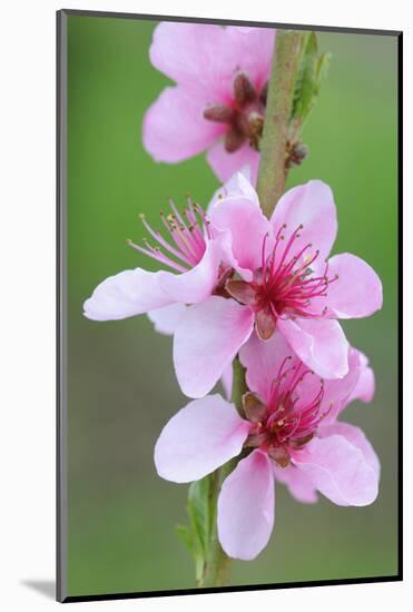 Peach-Tree, Fork, Blossoms, Detail-Herbert Kehrer-Mounted Photographic Print