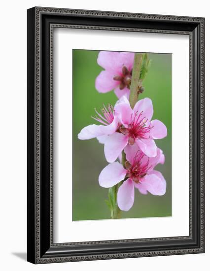 Peach-Tree, Fork, Blossoms, Detail-Herbert Kehrer-Framed Photographic Print