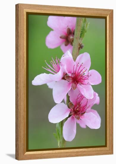 Peach-Tree, Fork, Blossoms, Detail-Herbert Kehrer-Framed Premier Image Canvas