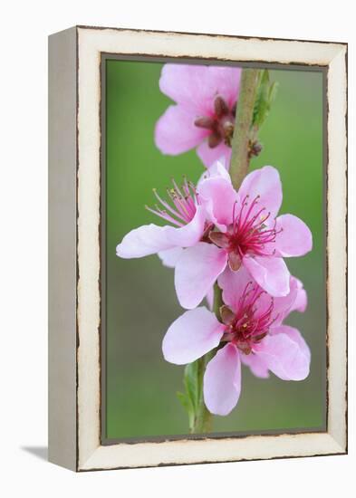 Peach-Tree, Fork, Blossoms, Detail-Herbert Kehrer-Framed Premier Image Canvas