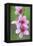 Peach-Tree, Fork, Blossoms, Detail-Herbert Kehrer-Framed Premier Image Canvas