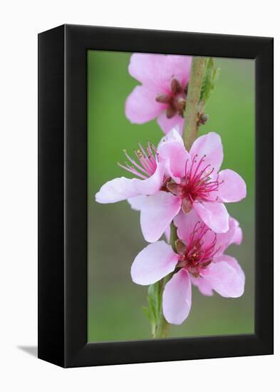 Peach-Tree, Fork, Blossoms, Detail-Herbert Kehrer-Framed Premier Image Canvas