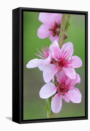 Peach-Tree, Fork, Blossoms, Detail-Herbert Kehrer-Framed Premier Image Canvas