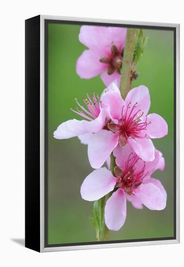 Peach-Tree, Fork, Blossoms, Detail-Herbert Kehrer-Framed Premier Image Canvas