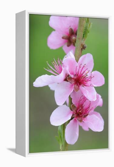 Peach-Tree, Fork, Blossoms, Detail-Herbert Kehrer-Framed Premier Image Canvas