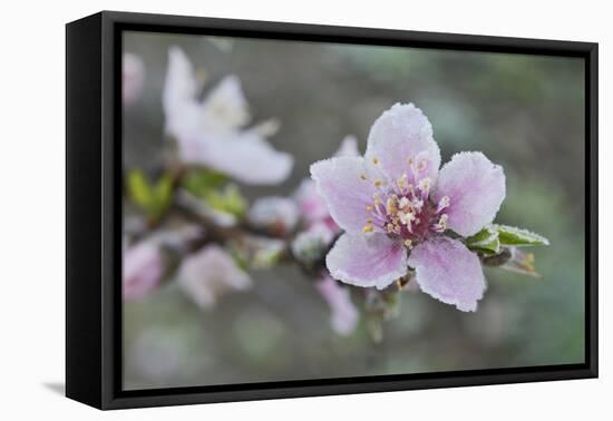 Peach tree frost covered blossom, Texas, USA-Rolf Nussbaumer-Framed Premier Image Canvas
