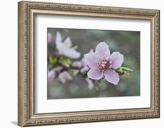 Peach tree frost covered blossom, Texas, USA-Rolf Nussbaumer-Framed Photographic Print