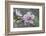 Peach tree frost covered blossom, Texas, USA-Rolf Nussbaumer-Framed Photographic Print