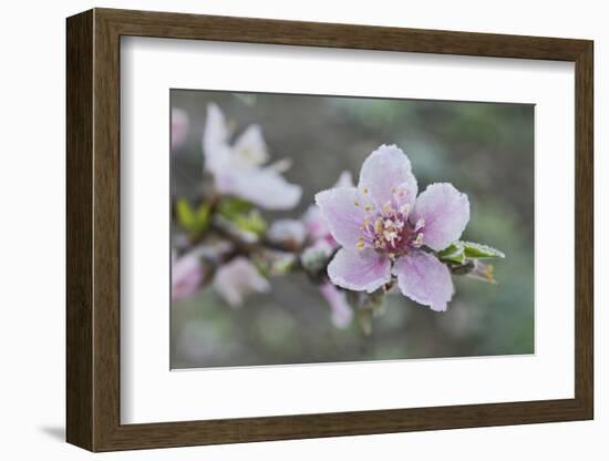 Peach tree frost covered blossom, Texas, USA-Rolf Nussbaumer-Framed Photographic Print