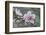 Peach tree frost covered blossom, Texas, USA-Rolf Nussbaumer-Framed Photographic Print