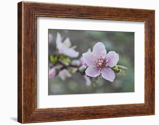 Peach tree frost covered blossom, Texas, USA-Rolf Nussbaumer-Framed Photographic Print