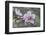 Peach tree frost covered blossom, Texas, USA-Rolf Nussbaumer-Framed Photographic Print