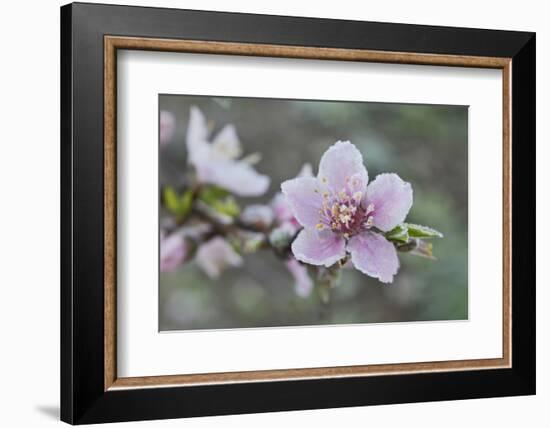 Peach tree frost covered blossom, Texas, USA-Rolf Nussbaumer-Framed Photographic Print