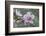 Peach tree frost covered blossom, Texas, USA-Rolf Nussbaumer-Framed Photographic Print