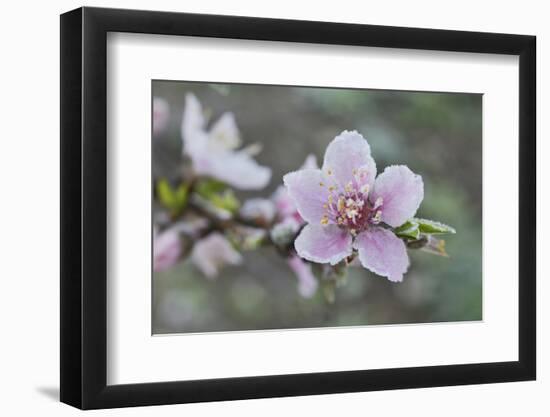 Peach tree frost covered blossom, Texas, USA-Rolf Nussbaumer-Framed Photographic Print