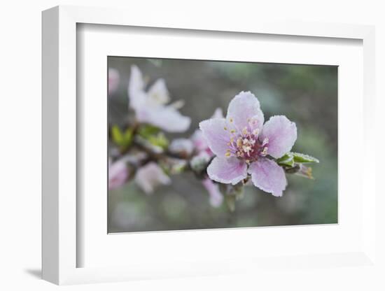 Peach tree frost covered blossom, Texas, USA-Rolf Nussbaumer-Framed Photographic Print