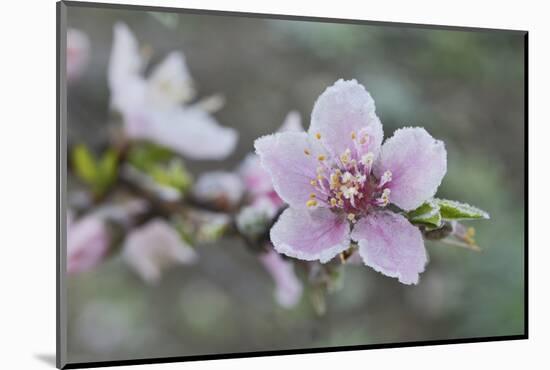 Peach tree frost covered blossom, Texas, USA-Rolf Nussbaumer-Mounted Photographic Print