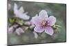 Peach tree frost covered blossom, Texas, USA-Rolf Nussbaumer-Mounted Photographic Print