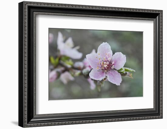 Peach tree frost covered blossom, Texas, USA-Rolf Nussbaumer-Framed Photographic Print