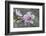 Peach tree frost covered blossom, Texas, USA-Rolf Nussbaumer-Framed Photographic Print