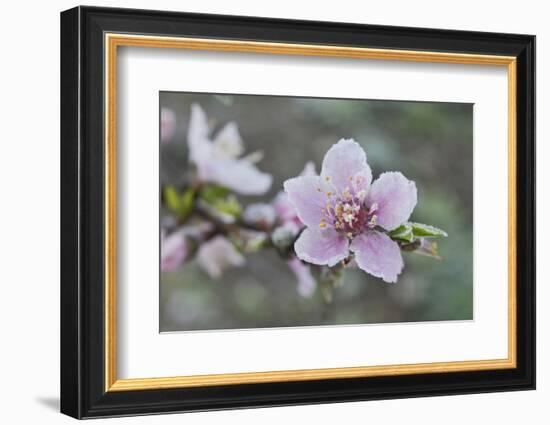 Peach tree frost covered blossom, Texas, USA-Rolf Nussbaumer-Framed Photographic Print