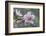 Peach tree frost covered blossom, Texas, USA-Rolf Nussbaumer-Framed Photographic Print