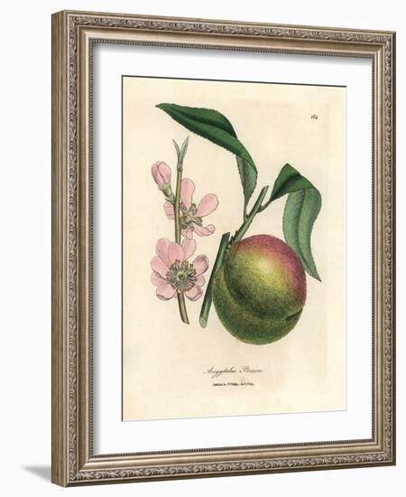 Peach Tree with Ripe Fruit and Pink Blossom, Amygdalus Persica-James Sowerby-Framed Giclee Print