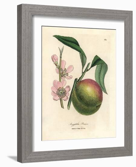 Peach Tree with Ripe Fruit and Pink Blossom, Amygdalus Persica-James Sowerby-Framed Giclee Print