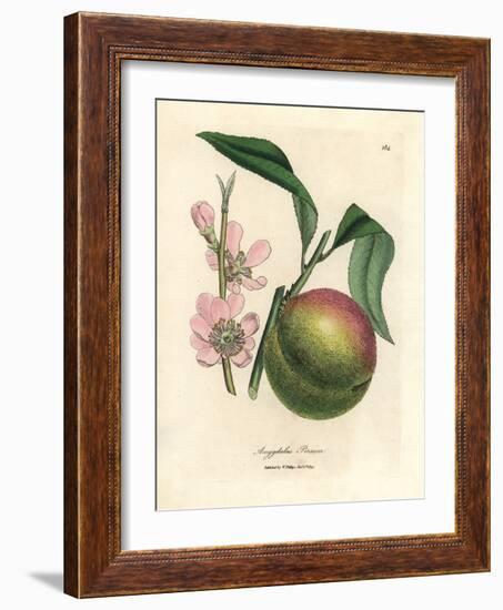 Peach Tree with Ripe Fruit and Pink Blossom, Amygdalus Persica-James Sowerby-Framed Giclee Print