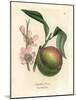 Peach Tree with Ripe Fruit and Pink Blossom, Amygdalus Persica-James Sowerby-Mounted Giclee Print