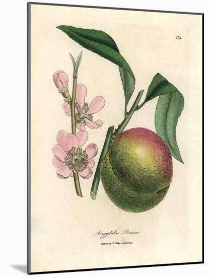 Peach Tree with Ripe Fruit and Pink Blossom, Amygdalus Persica-James Sowerby-Mounted Giclee Print