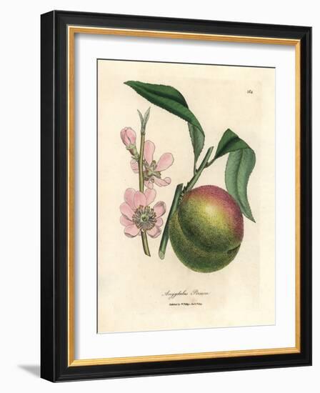 Peach Tree with Ripe Fruit and Pink Blossom, Amygdalus Persica-James Sowerby-Framed Giclee Print