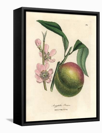 Peach Tree with Ripe Fruit and Pink Blossom, Amygdalus Persica-James Sowerby-Framed Premier Image Canvas