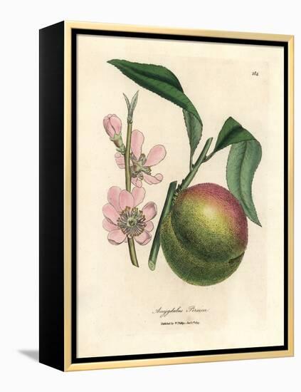 Peach Tree with Ripe Fruit and Pink Blossom, Amygdalus Persica-James Sowerby-Framed Premier Image Canvas