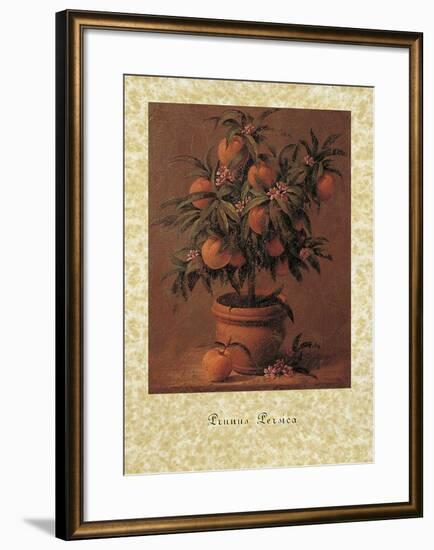 Peach Tree-Joaquin Moragues-Framed Art Print