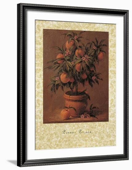 Peach Tree-Joaquin Moragues-Framed Art Print