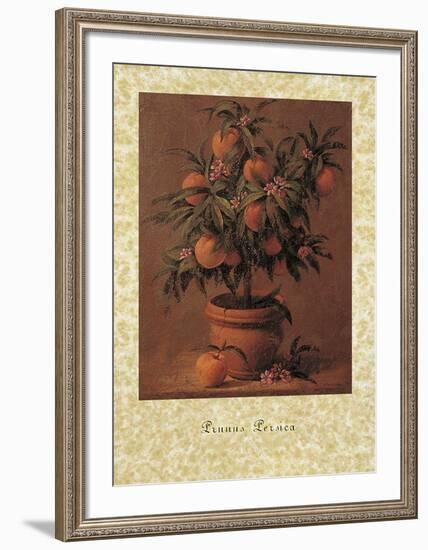 Peach Tree-Joaquin Moragues-Framed Art Print