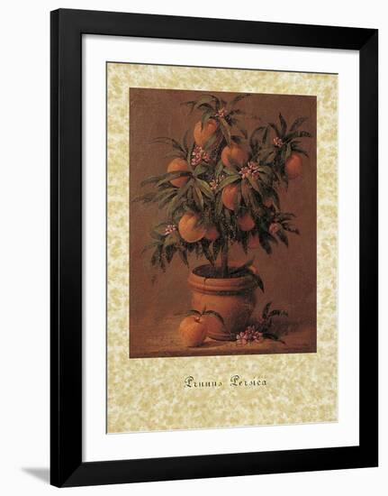 Peach Tree-Joaquin Moragues-Framed Art Print