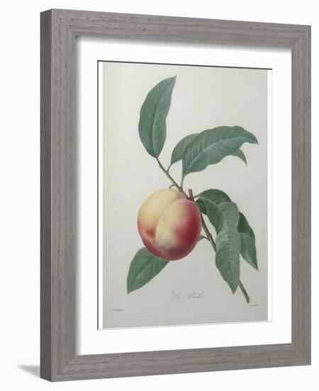 Peach-Pierre-Joseph Redoute-Framed Art Print