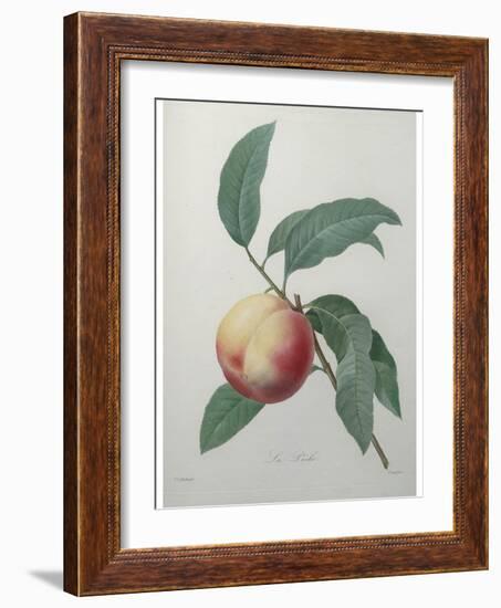 Peach-Pierre-Joseph Redoute-Framed Art Print