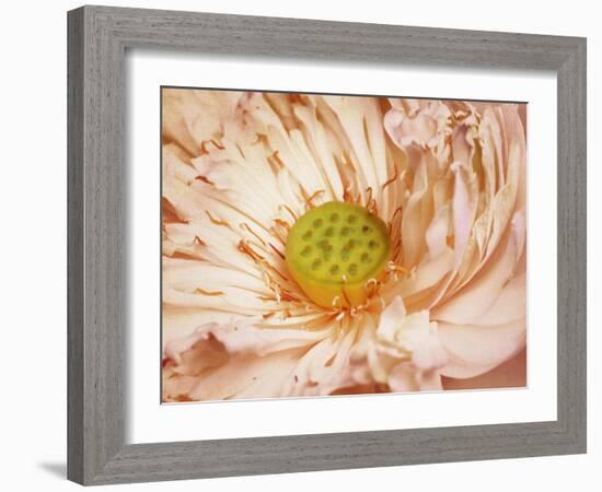 Peaches and Cream-Anna Polanski-Framed Art Print