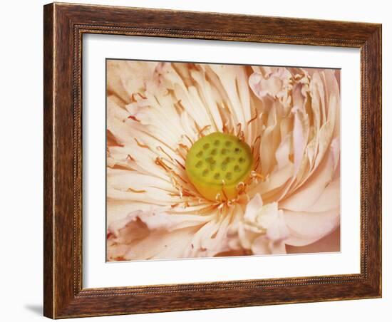 Peaches and Cream-Anna Polanski-Framed Art Print