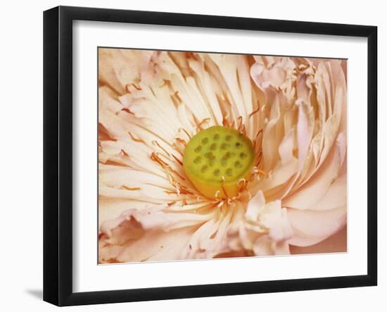 Peaches and Cream-Anna Polanski-Framed Art Print