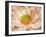 Peaches and Cream-Anna Polanski-Framed Art Print