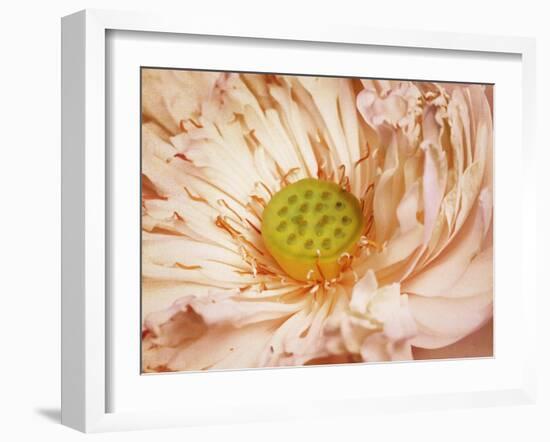 Peaches and Cream-Anna Polanski-Framed Art Print