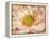 Peaches and Cream-Anna Polanski-Framed Stretched Canvas