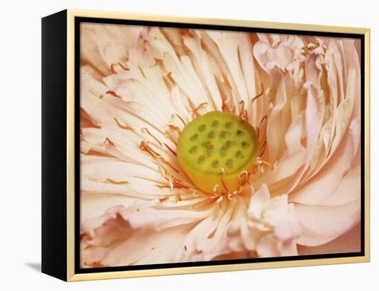 Peaches and Cream-Anna Polanski-Framed Stretched Canvas