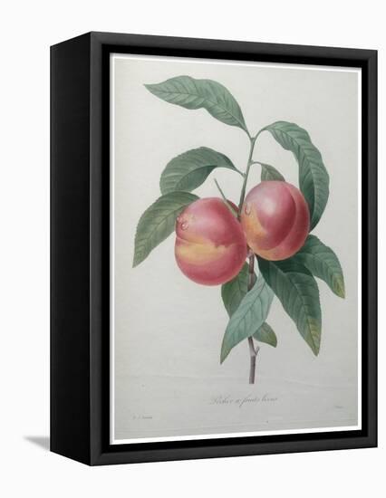 Peaches-Pierre-Joseph Redoute-Framed Stretched Canvas