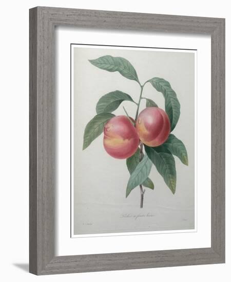 Peaches-Pierre-Joseph Redoute-Framed Art Print